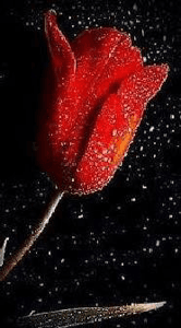 محمود عيسى أكاد الجبل 2.jpg