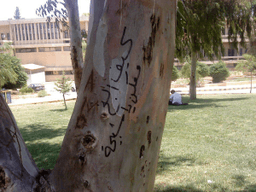 جامعة حلب 8 7 2012 شجرة1.jpg